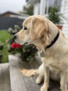 Image of golden retriever looking out over garden