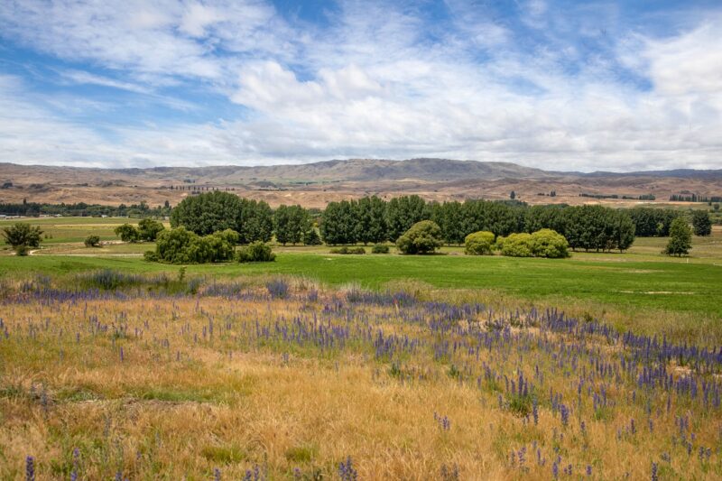 View over rolling grasslands with hills in the background